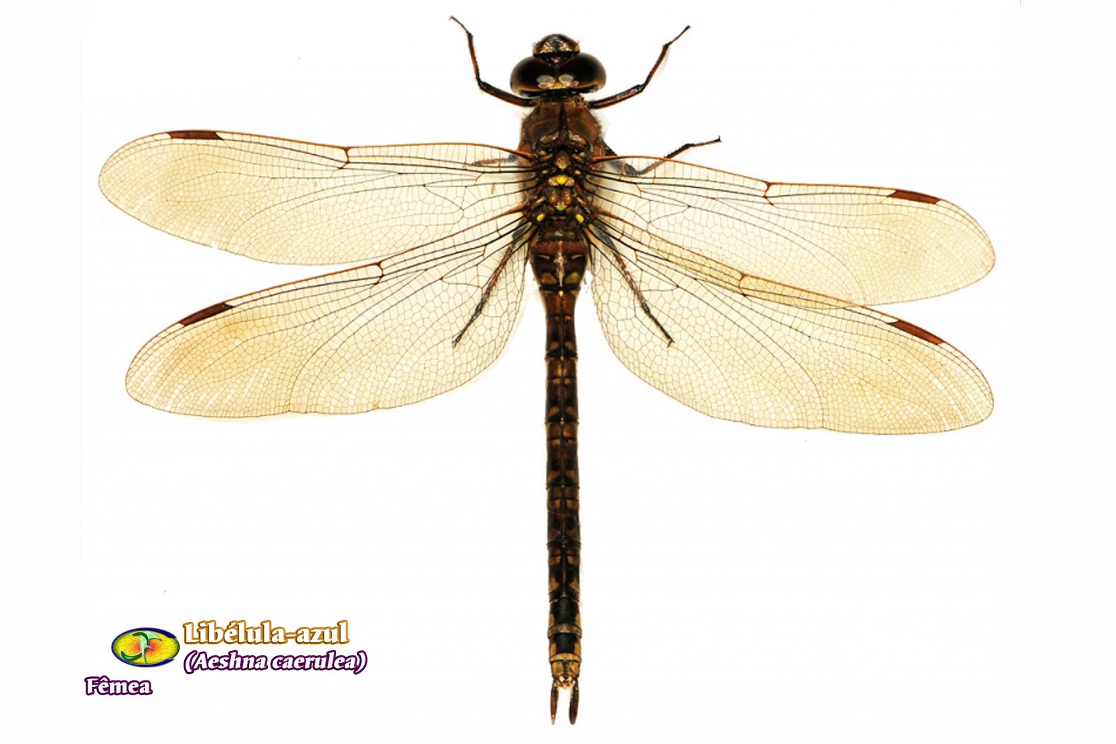 Aeshna caerulea